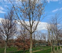 Magnolia loebnerii 'Merrill'