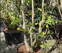 Corylus colurna - Turkse hazelaar - 1
