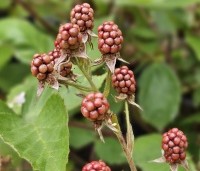 Rubus fruticosus 'Triple Crown' - Doornloze braam 'Triple Crown' - 2