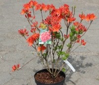 Rhododendron 'Koster's Brilliant Red' - Azalea 'Koster's Brilliant Red' - 1