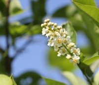 Prunus virginiana 'Shubert' - Sierkers, 'Shubert' - 4