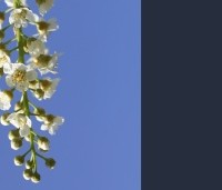 Prunus virginiana 'Shubert' - Sierkers, 'Shubert' - 3