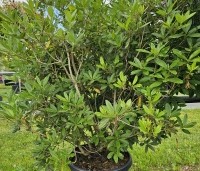 Rhododendron 'Gowenianum Pink' - Azaleodendron 'Gowenianum Pink' - 1