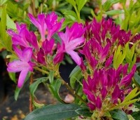 Rhododendron 'Gowenianum Pink' - Azaleodendron 'Gowenianum Pink' - 2