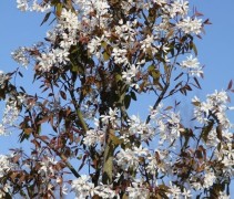 Amelanchier 'Snowcloud' krentenstruik