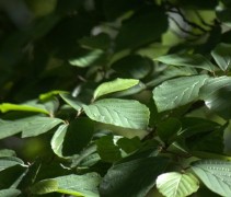 Hamamelis