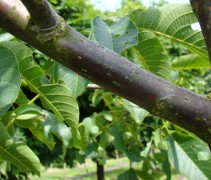 Juglans regia 'Buccaneer'