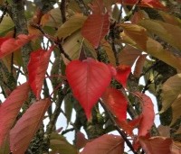 Prunus serrulata 'Sunset Boulevard' - Japanse Sierkers - 1