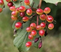 Viburnum opulus - Gelderse Roos - 1