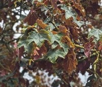 Acer pseudoplatanus 'Atropurpureum' - gewone roodbladige esdoorn - 3