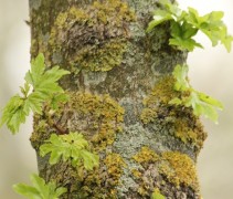 Acer campestre 'Elsrijk' bad en stam