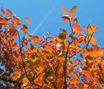 Amelanchier lamarckii