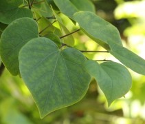 Cercis chinensis 'Avondale' 