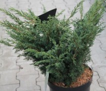 Jeneverbes 'Blaauw' in pot