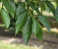 Alnus x spaethii 'Spaeth' - Els 'Spaeth' - 1