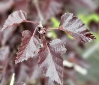 Betula pendula 'Royal Frost' - Roodbladige berk - 1