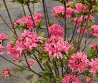 Rhododendron 'Homebush' - Azalea ''Homebush' - 2