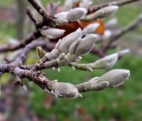 Magnolia 'Goldstar' - 1691 nov 2023