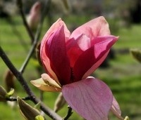 magnolia daybreak - Magnolia daybreak - 3