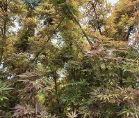 Acer palmatum 'Jerre Schwartz' - Japanse Esdoorn 'Jerre Schwartz' - 4