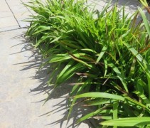 De Luzula sylvatica als randbeplanting langs terras