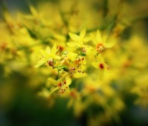 Koelreuteria Paniculata