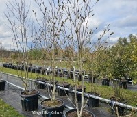 Magnolia Kobus - Beverboom - 2