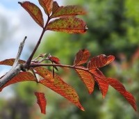 Juglans regia 'Purpurea' - Walnoot, roodbladig - 6