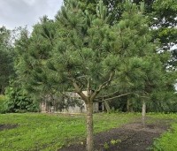 Pinus nigra 'Nigra' - Oostenrijkse den - 1