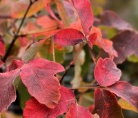 Acer griseum - Papieresdoorn - najaarskleuren