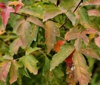 Acer griseum - Papieresdoorn - 1