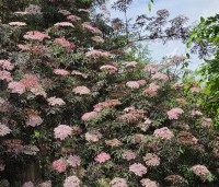Sambucus nigra 'Black Lace' - Gewone vlier 'Black Lace' - Kwekerij Apeldoorn boshoek. juni 2026