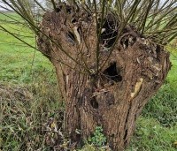 Salix alba - Schietwilg - 1