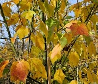 Acer rufinerve  - Streepjesbast Esdoorn - 2