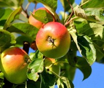 Malus domestica 'Zoete Aagt'
