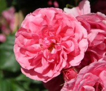 Rosa (K) Rosarium Uetersen