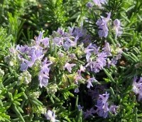 Salvia Rosmarinus - Rozemarijn - 4