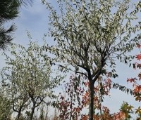 Elaeagnus angustifolia - Olijfwilg - kronen boomvorm najaar