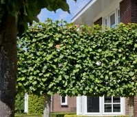 Tilia x europaea 'Pallida' - Koningslinde - 2