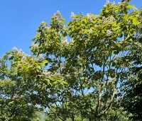 Catalpa erubescens 'Purpurea' - Purperkleurige trompetboom - 1