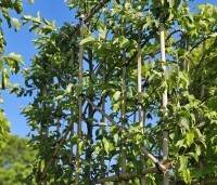 Malus 'Red Sentinel' - Sierappel - leischerm 150x120 cm