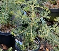 Abies concolor - Colorado zilverspar - 1