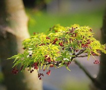  Acer palmatum 'Shishigashira' 