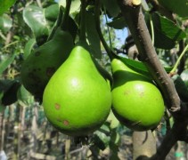 Pyrus communis 'Bonne Louise d' Avranches'