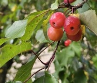 Malus 'Evereste' - Sierappel - 3