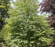 Cercidiphyllum japonicum