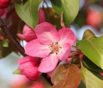 Sierappel 'Profusion', hoogstam boom, bloem