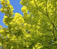 Acer plat. 'Princeton Gold' - Acer plat. 'Princeton Gold' - 2