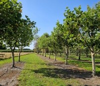 Platanus hispanica - Plataan - 2