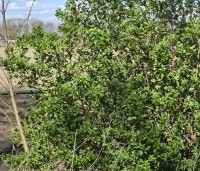 Ligustrum vulgare - Wilde Liguster - toepassing